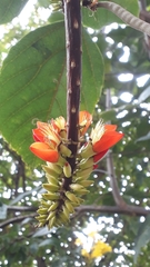 Erythrina edulis