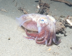 Rossia pacifica