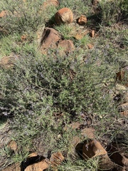 Ocimum burchellianum