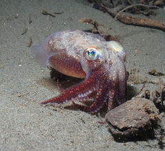 Rossia pacifica