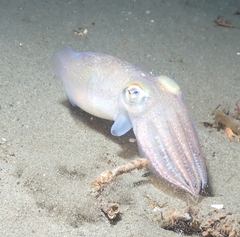 Rossia pacifica