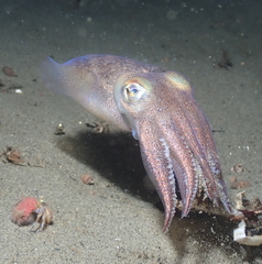 Rossia pacifica