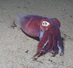 Rossia pacifica