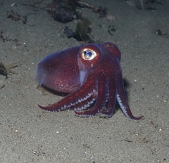 Rossia pacifica