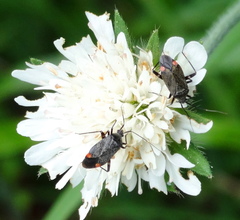 Closterotomus cinctipes