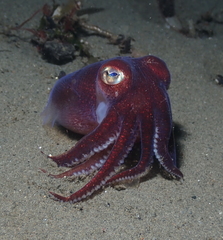 Rossia pacifica