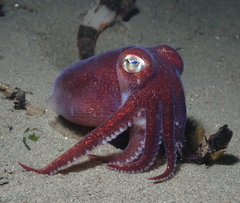 Rossia pacifica