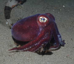 Rossia pacifica