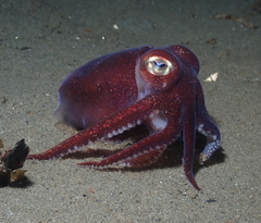 Rossia pacifica