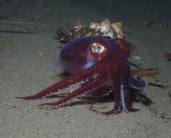Rossia pacifica