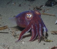Rossia pacifica