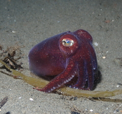 Rossia pacifica