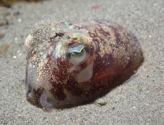 Rossia pacifica