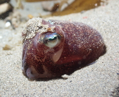 Rossia pacifica