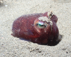 Rossia pacifica
