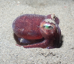 Rossia pacifica