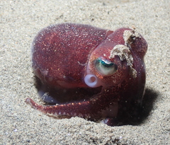 Rossia pacifica