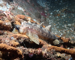 Nautichthys oculofasciatus