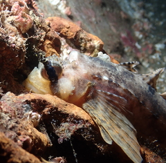 Nautichthys oculofasciatus