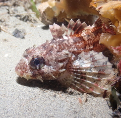 Hemilepidotus hemilepidotus