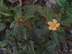 Malvastrum coromandelianum