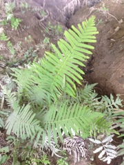 Dryopteris ludoviciana