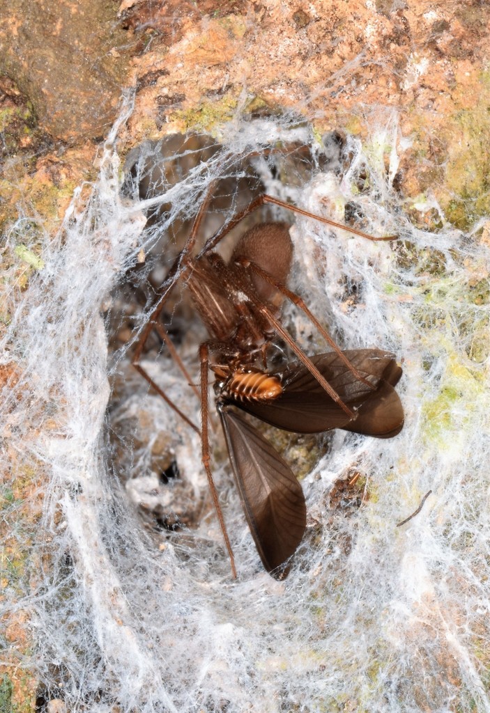 Loxosceles rufipes