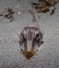 Podothecus accipenserinus