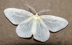 Genusa bigutta