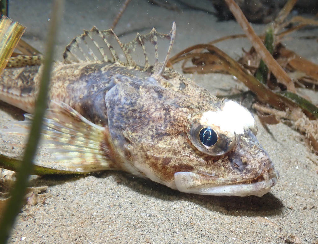 Roughback Sculpin