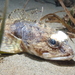Roughback Sculpin - Photo (c) Sara Thiebaud, some rights reserved (CC BY-NC), uploaded by Sara Thiebaud