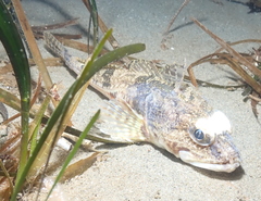 Chitonotus pugetensis