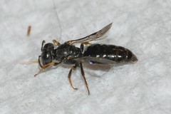 Perdita halictoides