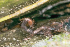 Opisthacanthus