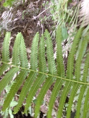 Dryopteris ludoviciana