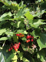 Solanum dulcamara