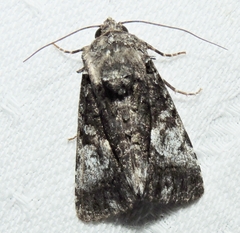 Aedia acronyctoides