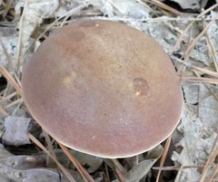 Boletus separans