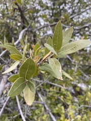 Quercus peninsularis