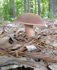 Boletus separans