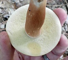 Boletus separans
