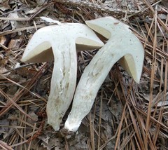 Boletus separans