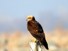 Circus aeruginosus