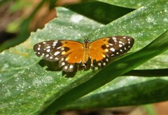 Eresia emerantia