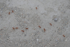 Dorymyrmex planidens