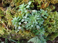 Sedum cepaea