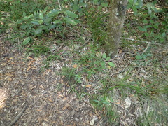 Chlorophytum comosum