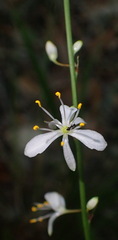 Chlorophytum comosum