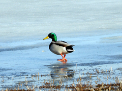 Anas platyrhynchos