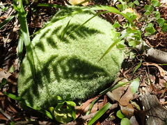 Leucobryum rehmannii